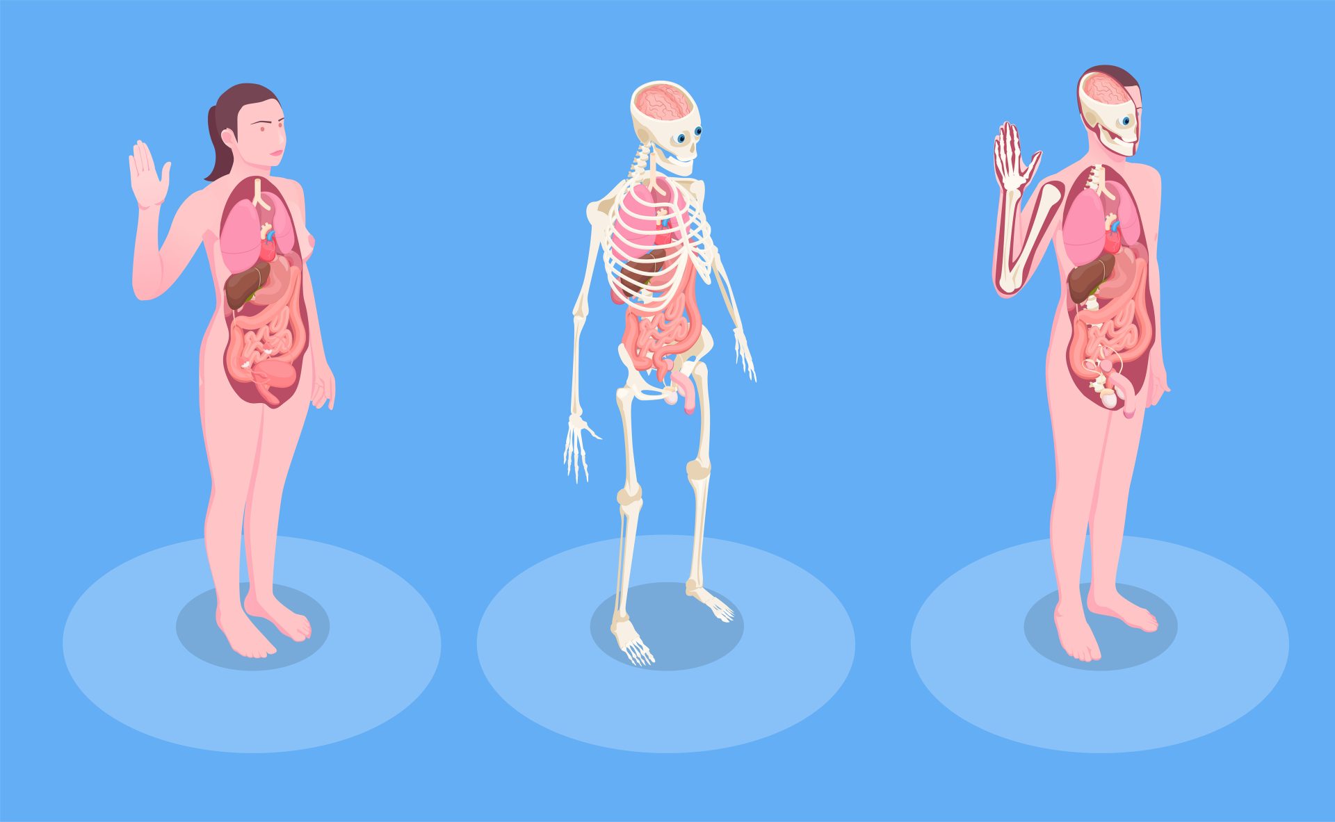 Anatomic modele illustration