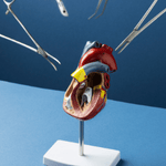 Modele anatomique du coeur a des fins educatives