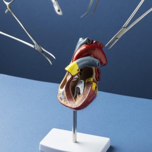 Modele anatomique du coeur a des fins educatives